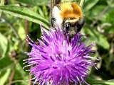 Bombus pascuorum, le bourdon des champs,  bourdon roux,bourdon