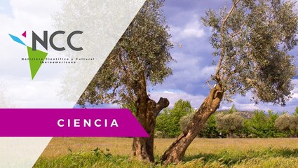 Ciencia a favor de la conservación de los olivos