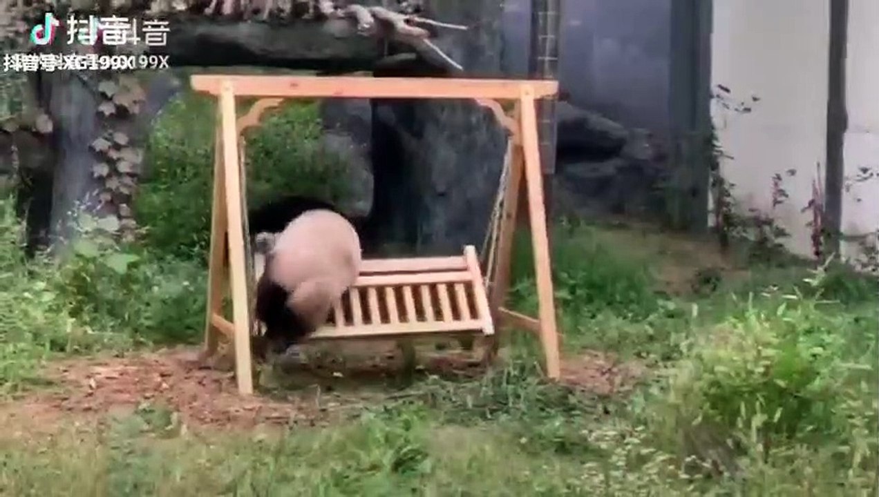  Panda trying to get some rest
