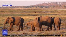 [이 시각 세계] 보츠와나, 코끼리 사냥금지 해제 논란