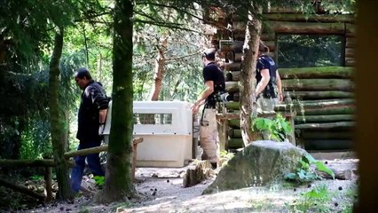 Au zoo d'Amnéville, première sortie des louveteaux nés début mai