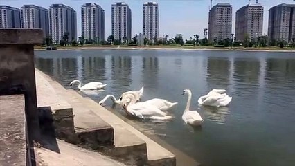 Xuất hiện 2 đàn thiên nga tung tăng kiếm ăn ở hồ ngoại thành Hà Nội