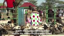 Tradition meets tech as Kenya's herders adapt to climate change