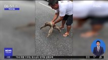[투데이 영상] 도로 정체 일으킨 느림보 '나무늘보'