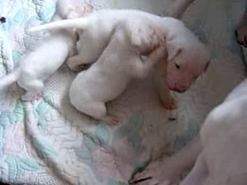 Dogo Argentino pups