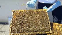 Les abeilles de la PP (épisode 3) : les abeilles de la PP se préparent à la récolte