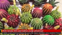 RİZE Serada 500 çeşit kaktüs çiçeği yetiştiriyor