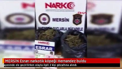 MERSİN Esrarı narkotik köpeği Hernandez buldu