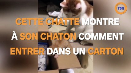 Elle montre à son chaton comment entrer dans un carton !