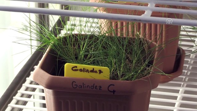 Antarktika'dan getirilen bitki türleri koruma altına alındı - NİĞDE