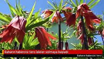 Baharın habercisi ters laleler solmaya başladı