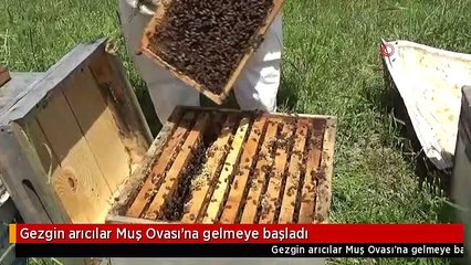 Gezgin arıcılar Muş Ovası'na gelmeye başladı