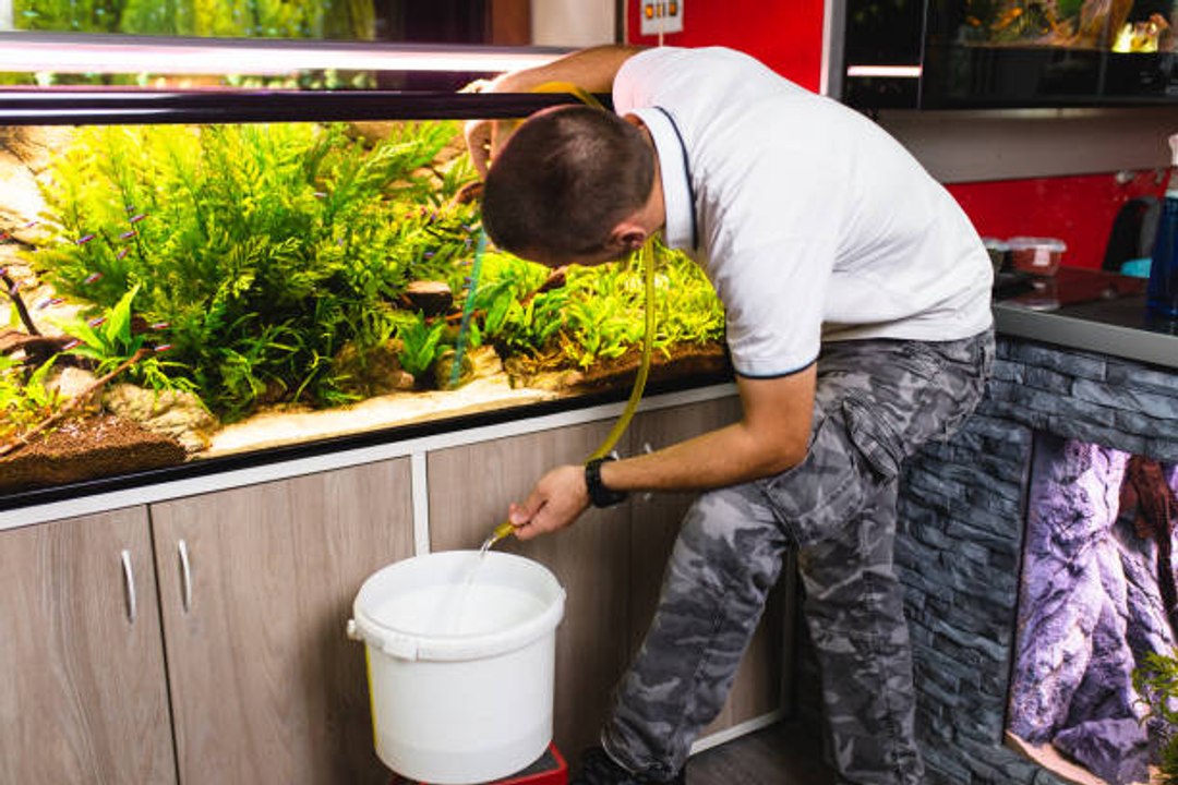 Comment gérer le changement d'eau d'un aquarium ?