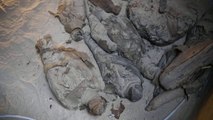 Egjipt, kafshë e zogj të balsamosur në varrin 2000-vjeçar