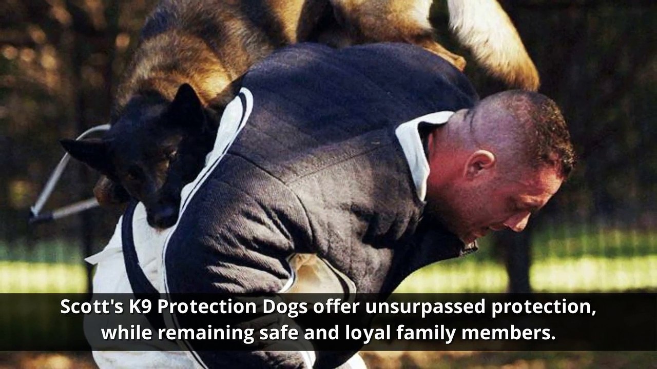 Scotts Police K9 LLC - Trained Protection K9 Family Guard Dogs