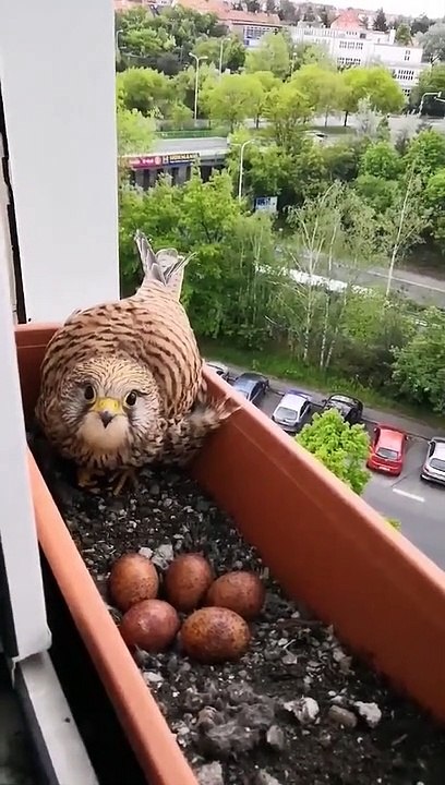 Une femelle faucon a fait son nid dans un bac à fleur