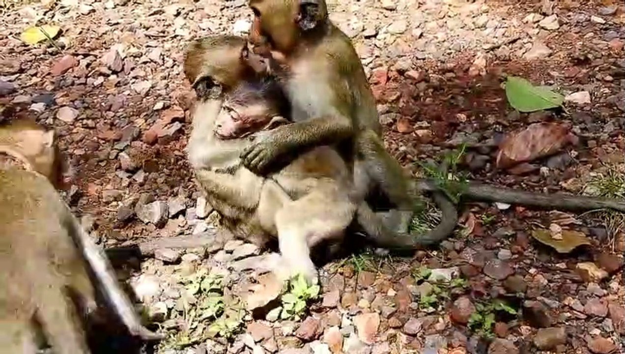 How_to_rescue_poor_baby_Polly_from_mum,_Why_Popeye_tries_to_give_baby_up_like_th