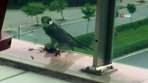 Avladığı güvercini balkona götürüp böyle yedi