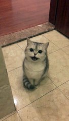 He feels sleepy when he is roaring.