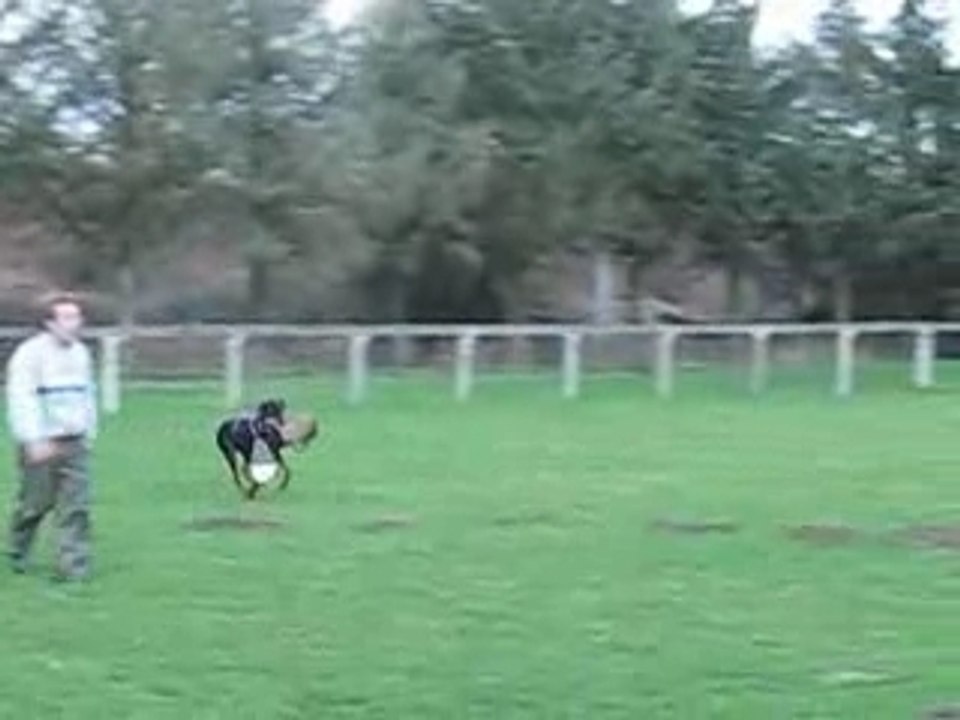 Blueberry tregueux mordant 17 01 08