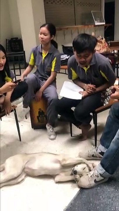 Adorable puppy covers his ears during youth band practice in Thailand