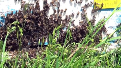 Muş'ta 700 ton bal rekoltesi bekleniyor