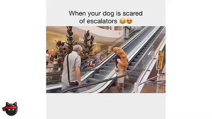 DOG MEMES COMPILATION TRY NOT TO LAUGH 2019
