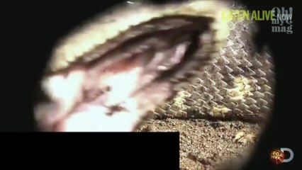 Un naturalista se deja comer vivo por una anaconda en defensa de la naturaleza