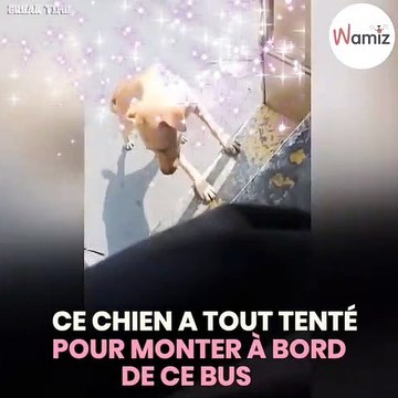 Ce chien errant court derrière un bus, le chauffeur décide de l'adopter