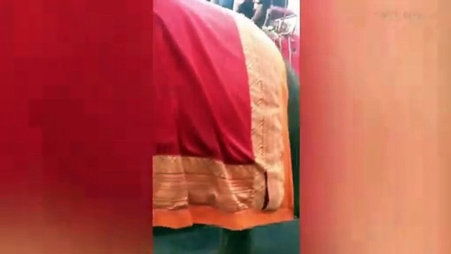 Un éléphanteau s'effondre en pleine promenade dans la rue sous le poids des touristes