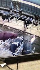 Quand une vache envoie un jet de caca sur un fermier