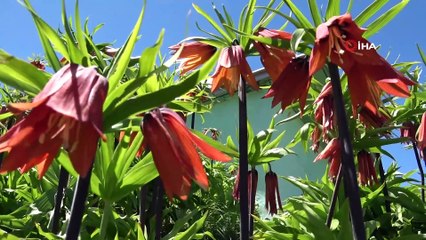 Baharın habercisi ters laleler solmaya başladı