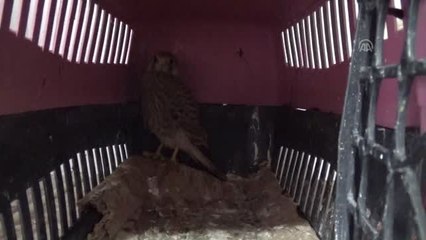 Yuvadan düşen kuş yavrularını öğrenciler besliyor