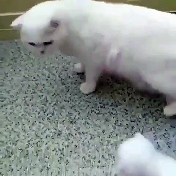 Cette chatte est très adorable avec son petit. Regardez la !