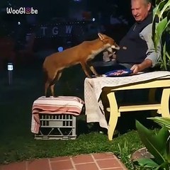 Ce renard sauvage s'invite et partage un buffet avec grand-père. Trop chou !