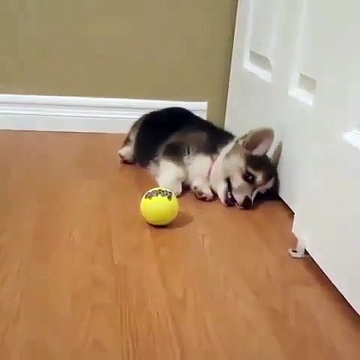 Ce chien est totalement obsédé par une balle de tennis. Trop drôle !