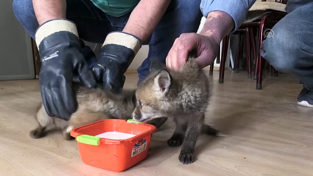 Tilki yavruları 'Zeytin' ve 'Fındık' koruma altına alındı - ORDU