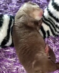 Ce bebe loutre de deux mois est absolument craquant. Ecoutez !