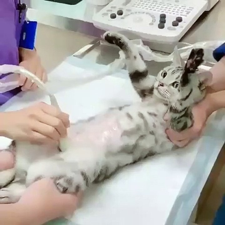 Quand un chatte passe une échographie, voici ce que ça donne !