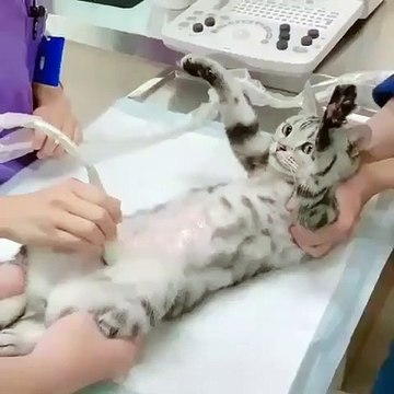 Quand un chatte passe une échographie, voici ce que ça donne !
