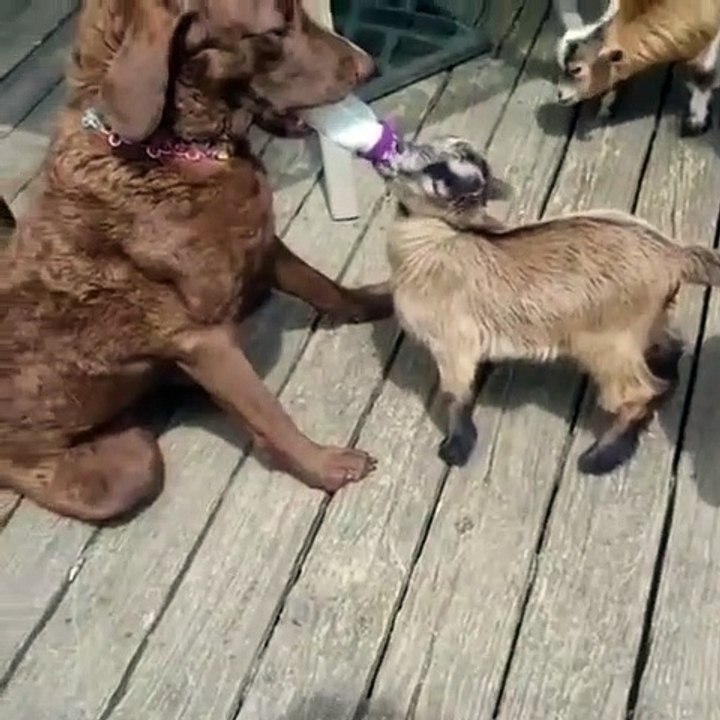 Quand un chien donne à un bébé chèvre son biberon. Adorable !