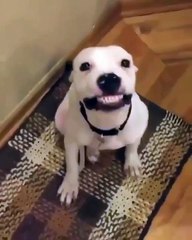 Quand un chien sourit à la camera. Hilarant !