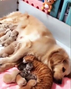 Quand une chienne et une chatte allaitent leurs petits l'une à coté de l'autre. Magnifique !