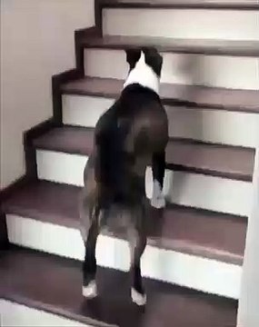Difficile à croire que ce chien qui sautille pour monter les escaliers n'est pas un kangourou. Marrant !