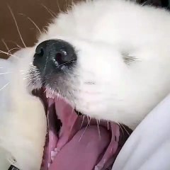 Les bâillements de ce samoyède sont précieux. Ecoutez cette merveille !