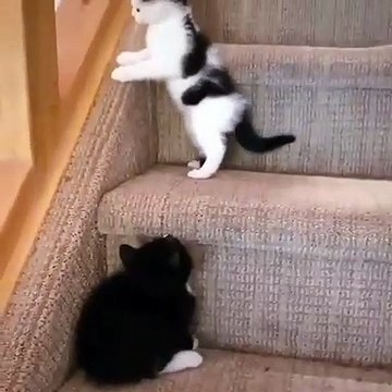 Quand un chaton veut à tout prix jouer avec son frère peureux. Trop drôle !