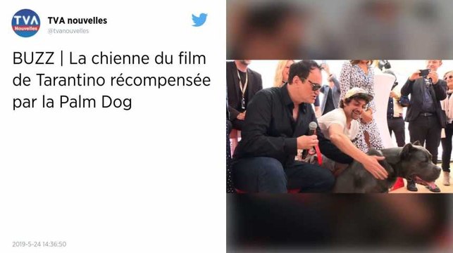Festival de Cannes. Le pitbull du film de Tarantino récompensé par la Palm Dog