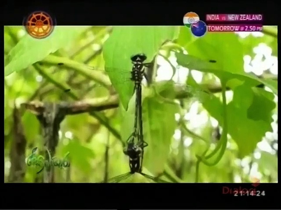Sobadhara 24-05-2019