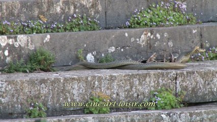 Ciné Art Loisir combat mâle de couleuvres verte et jaune! by JC Guerguy