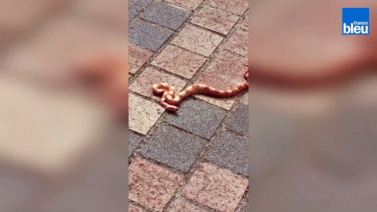 Un serpent dans le centre-ville de Fougères